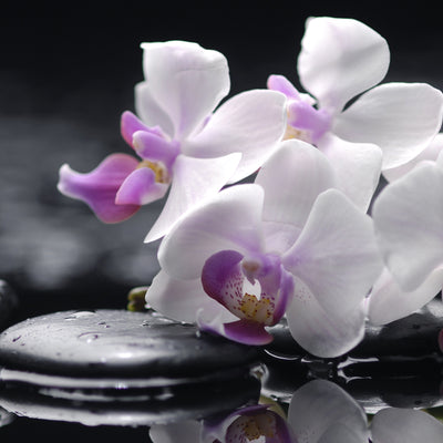 Verre imprimé pour revêtements de cuisine, modèle ORCHIDÉE